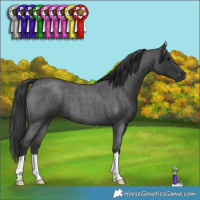 Horse Color:Blue Roan 