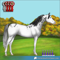 Horse Color:Blue Roan Splash Leopard Rabicano 