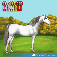 Horse Color:Bay Roan Appaloosa Rabicano 