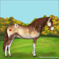 Horse Color:Red Onyx Appaloosa 