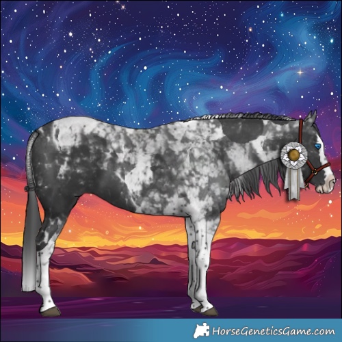 Horse Color:Black Splash Tobiano 