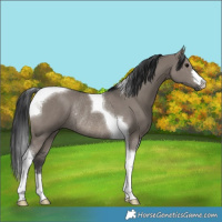 Horse Color:Grullo Tobiano Rabicano 