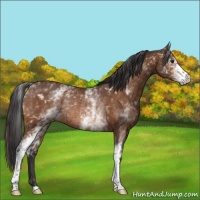Horse Color:White Spotted Buckskin Rabicano 