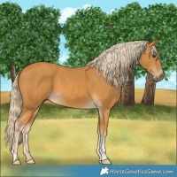 Horse Color:Palomino 