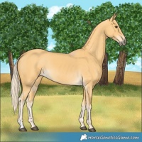 Horse Color:Palomino