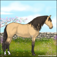 Horse Color:Buckskin Dun 