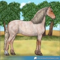 Horse Color:Red Roan