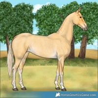 Horse Color:Palomino Roan 