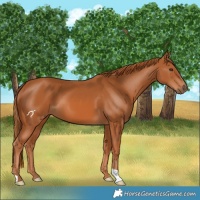 Horse Color:Chestnut 