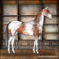 Horse Color:White Spotted Bay Appaloosa 