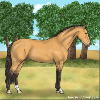 Horse Color:Buckskin 