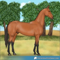 Horse Color:Bay 