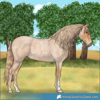 Horse Color:Red Roan