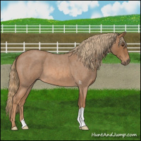 Horse Color:Red Roan 