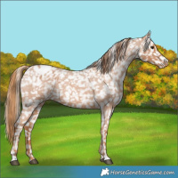 Horse Color:Red Roan Appaloosa 