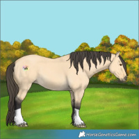 Horse Color:Buckskin Dun 
