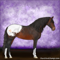 Horse Color:Brown Appaloosa