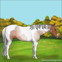 Horse Color:Bay Tobiano 