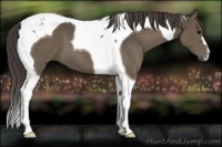 Horse Color:Smoky Black Tobiano 