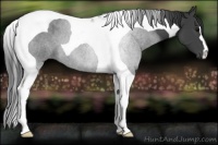 Horse Color:Black Tobiano 