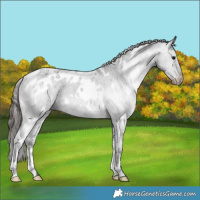 Horse Color:White Spotted Black Appaloosa