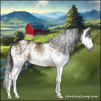 Horse Color:Gray White Spotted Buckskin Splash Rabicano 
