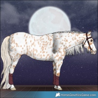 Horse Color:Red Roan Appaloosa 