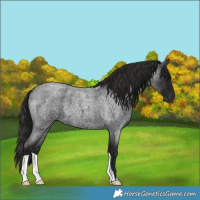 Horse Color:Gray Blue Roan 