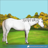 Horse Color:Gray Chocolate Palomino Tobiano 