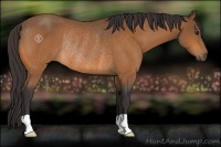 Horse Color:Buckskin Rabicano 