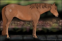 Horse Color:Chestnut Sabino 