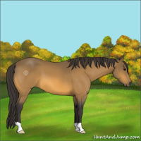 Horse Color:Buckskin 
