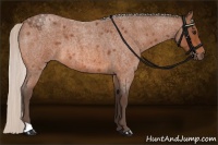Horse Color:Silver Bay Roan 