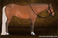 Horse Color:Silver Bay 