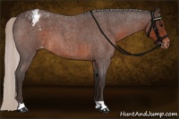 Horse Color:Silver Brown Roan Appaloosa 