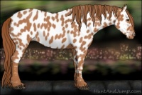 Horse Color:Red Roan Appaloosa 