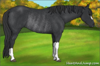 Horse Color:Black Rabicano 