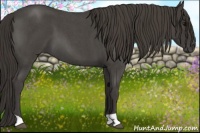 Horse Color:Smoky Blue Roan