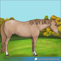 Horse Color:Black Pearl