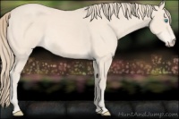 Horse Color:Perlino 