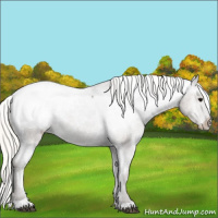 Horse Color:Silver Grullo Appaloosa 