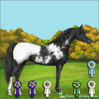 Horse Color:Black Appaloosa 