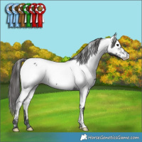 Horse Color:Blue Roan Fewspot 
