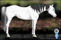 Horse Color:Blue Roan Splash Appaloosa 