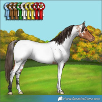 Horse Color:Bay Roan Near Fewspot 