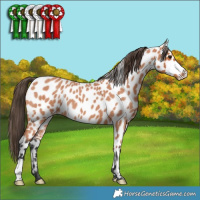 Horse Color:Bay Roan Leopard