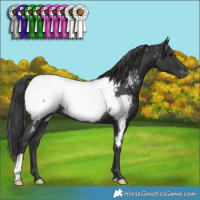 Horse Color:Black Appaloosa Rabicano 