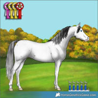 Horse Color:Black Splash Appaloosa Rabicano 