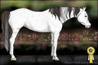 Horse Color:Bay Roan Splash Appaloosa Rabicano 
