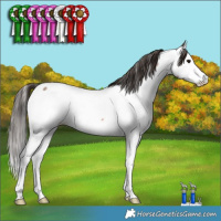 Horse Color:Bay Roan Splash Appaloosa Rabicano 